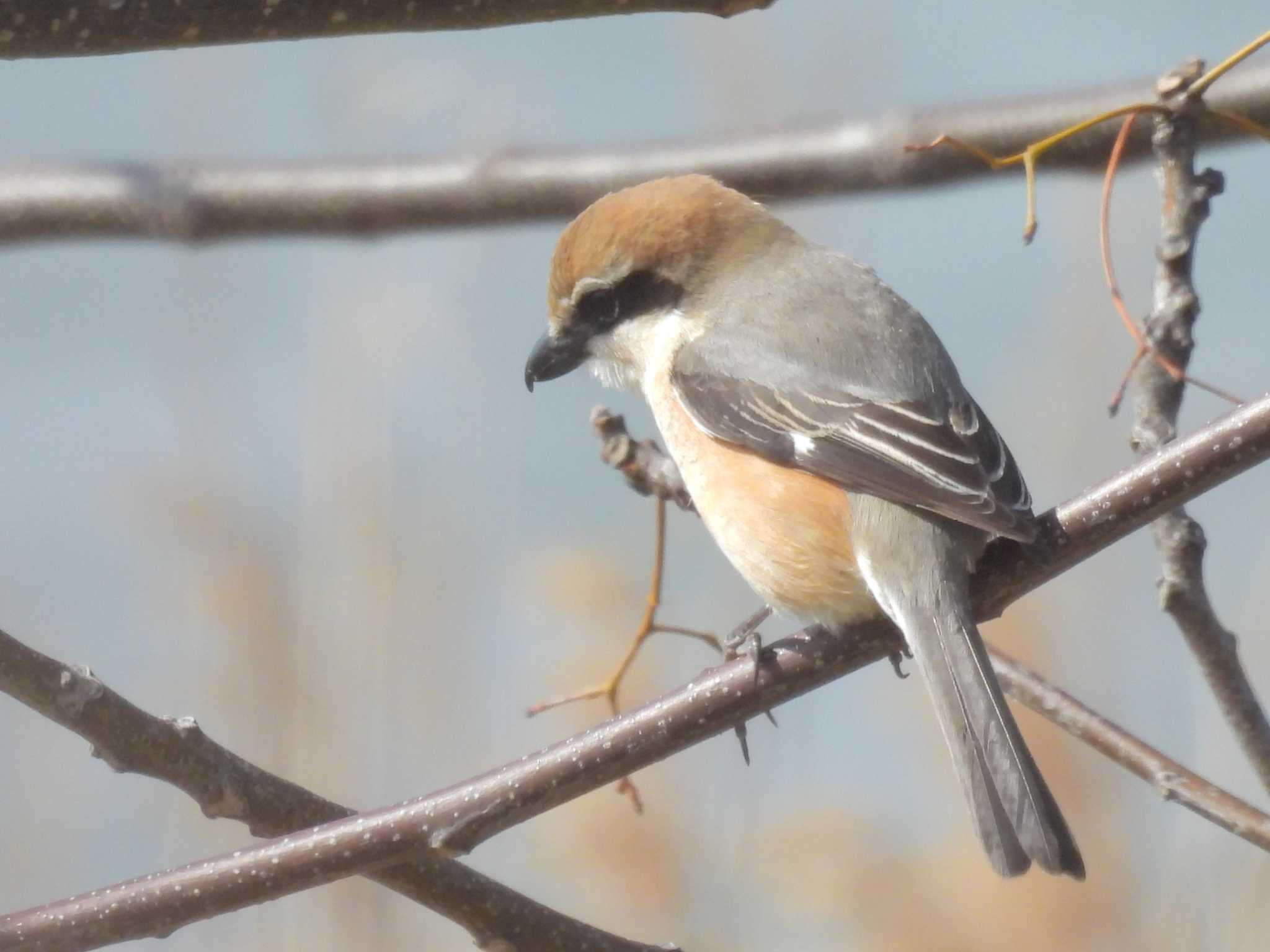 Photo of Bull-headed Shrike at 淀川河川公園 by ゆりかもめ