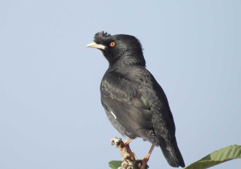 Crested Myna 淀川河川公園 Sat, 3/30/2024