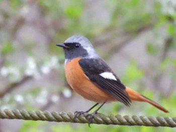 2024年3月29日(金) 京都御苑の野鳥観察記録