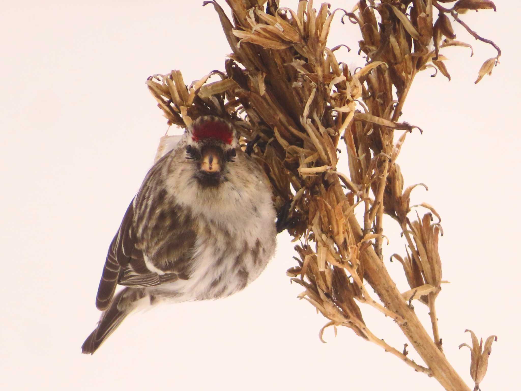 Photo of Common Redpoll at Makomanai Park by ゆ