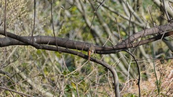 Daurian Redstart Hama-rikyu Gardens Sat, 3/30/2024