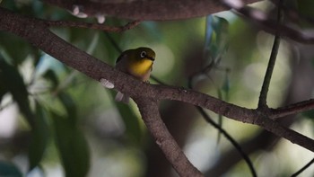 Warbling White-eye Hama-rikyu Gardens Sat, 3/30/2024