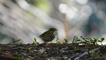 Olive-backed Pipit Hama-rikyu Gardens Sat, 3/30/2024