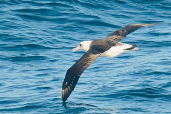 コアホウドリ 場所が不明 2024年3月22日(金)