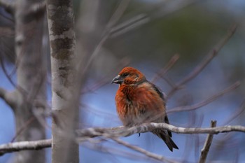 Red Crossbill Unknown Spots Sat, 3/30/2024