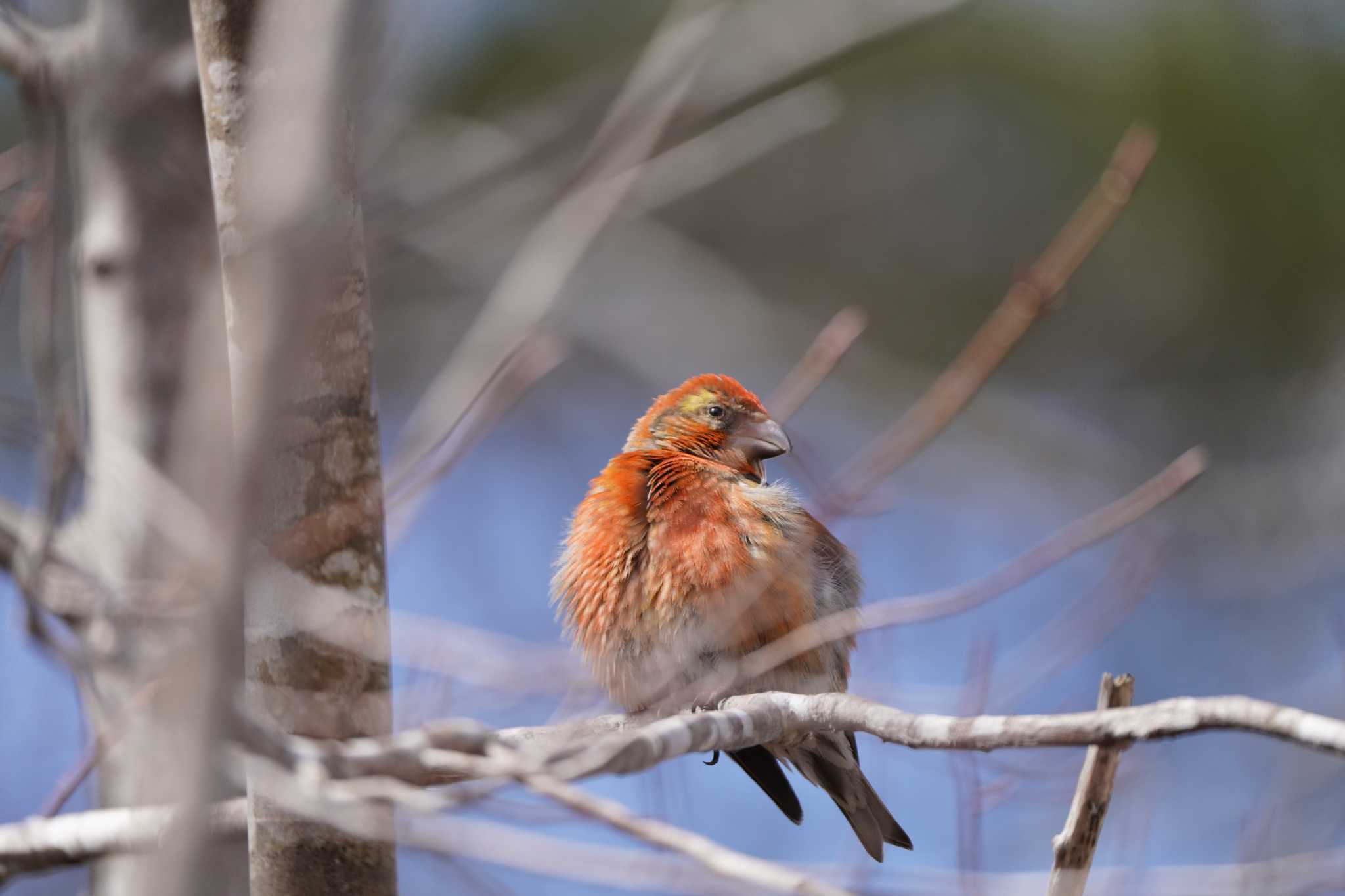 Photo of Red Crossbill at  by ace