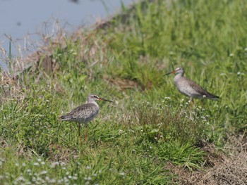 Spotted Redshank Inashiki Sat, 3/30/2024