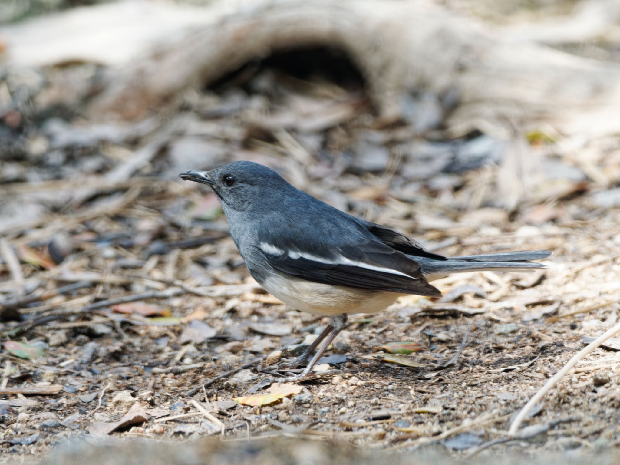 Photo of Oriental Magpie-Robin at 神戸市 by speedgame