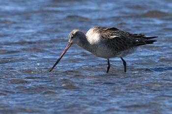 Bar-tailed Godwit Kasai Rinkai Park Wed, 3/27/2024