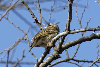 Olive-backed Pipit 横浜市立金沢自然公園 Sat, 3/30/2024