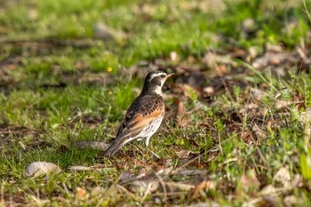 Dusky Thrush 愛知県緑化センター 昭和の森 Sat, 3/30/2024