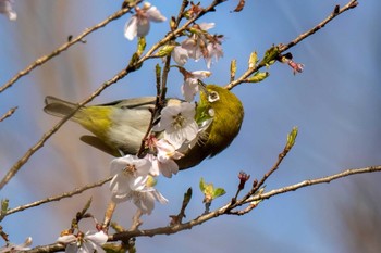 Warbling White-eye 愛知県緑化センター 昭和の森 Sat, 3/30/2024