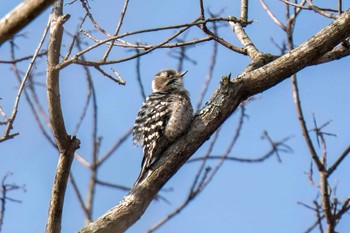 コゲラ 愛知県緑化センター 昭和の森 2024年3月30日(土)