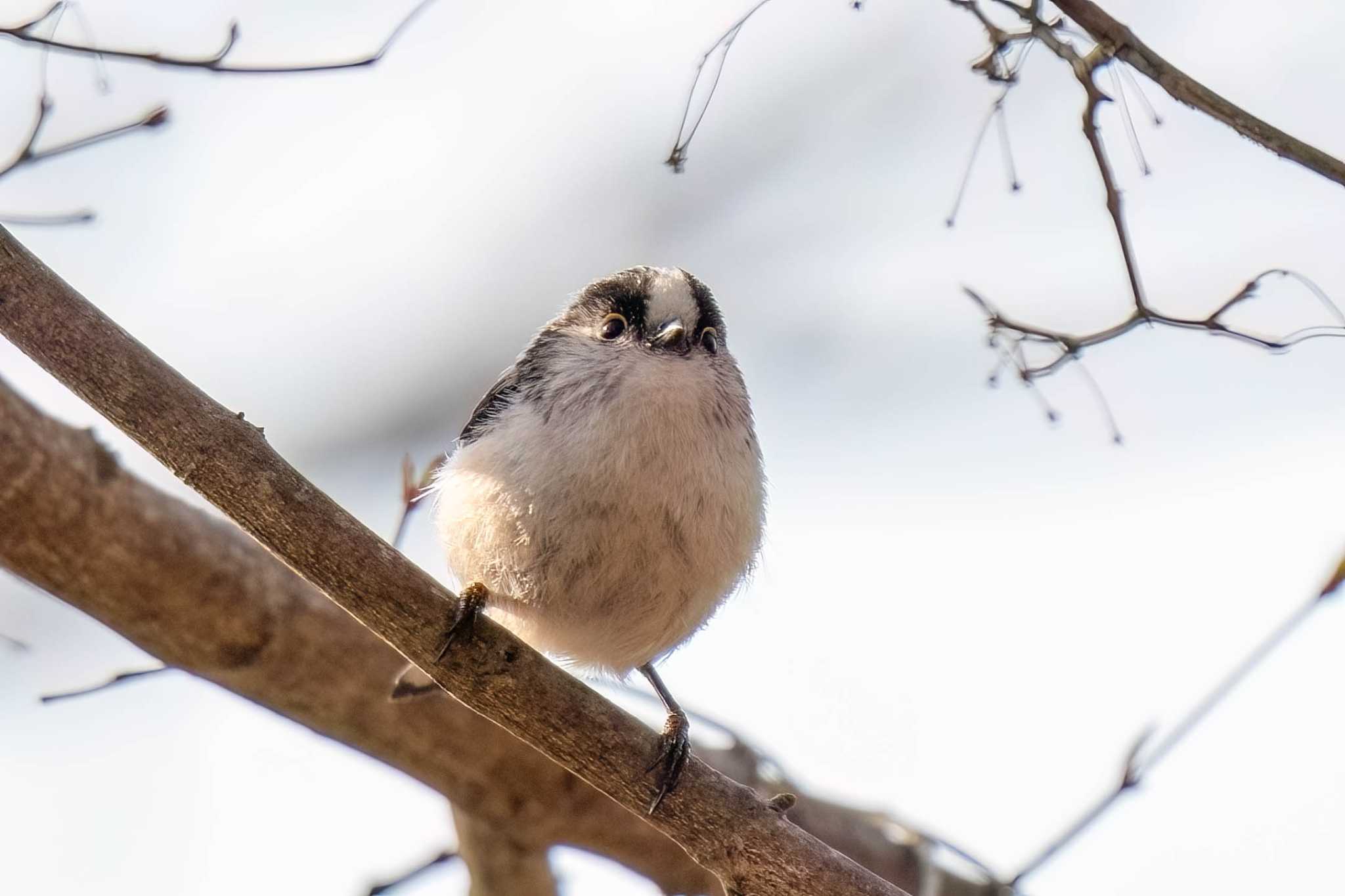 Long-tailed Tit