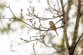 Meadow Bunting 愛知県緑化センター 昭和の森 Sat, 3/30/2024