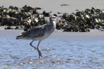 Eurasian Curlew Kasai Rinkai Park Wed, 3/27/2024