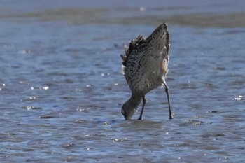 ダイシャクシギ 葛西臨海公園 2024年3月27日(水)