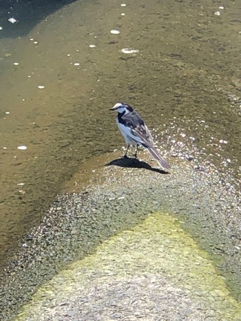 White Wagtail 郷土の森公園(府中市) Sat, 3/30/2024