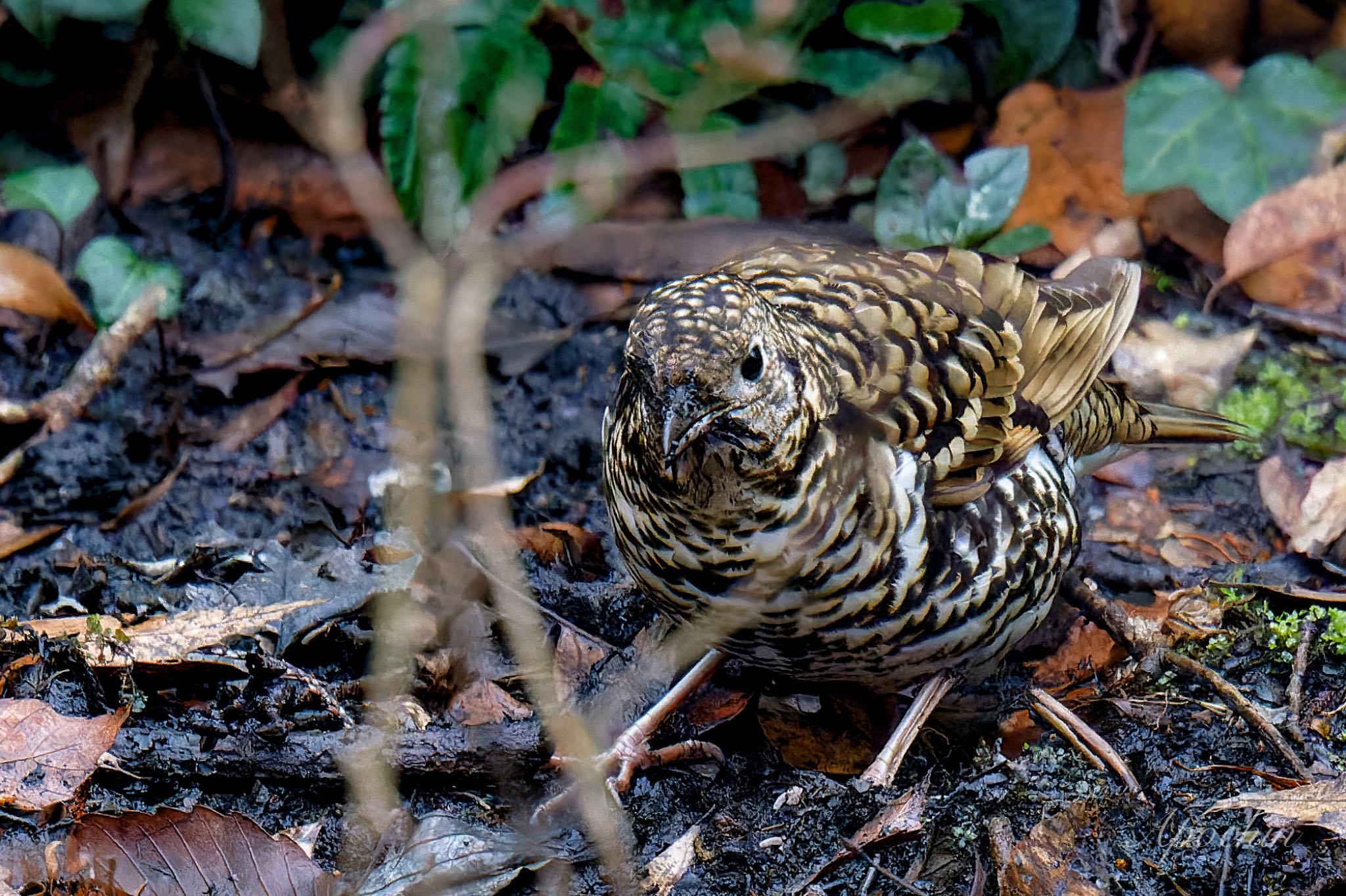 White's Thrush