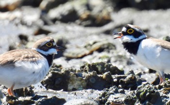 Little Ringed Plover Fujimae Tidal Flat Wed, 3/27/2024