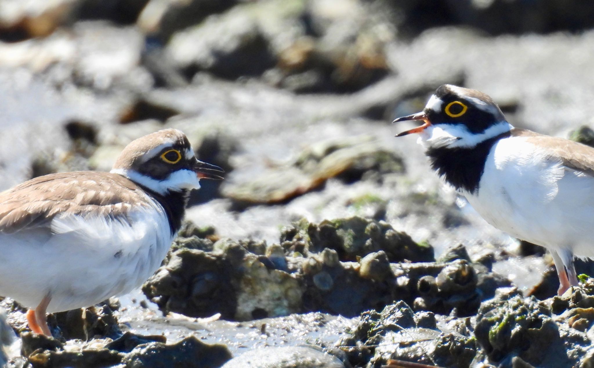 Little Ringed Plover