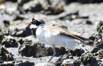 Little Ringed Plover Fujimae Tidal Flat Wed, 3/27/2024