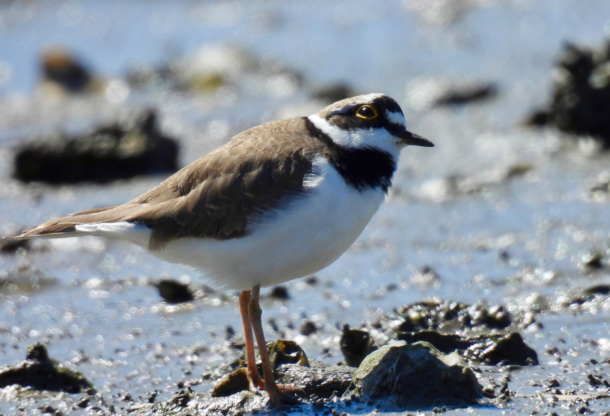 Little Ringed Plover