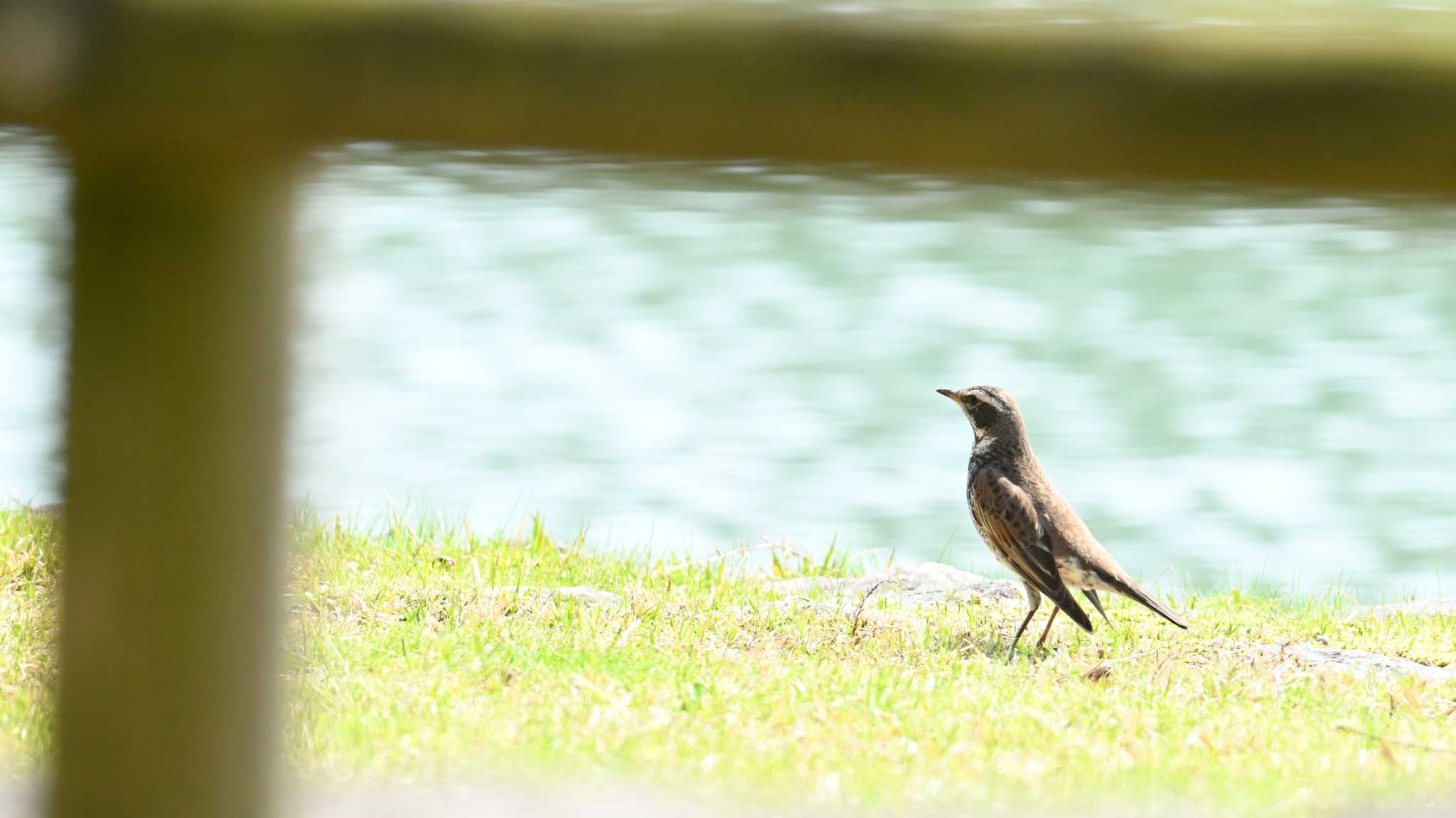 Dusky Thrush