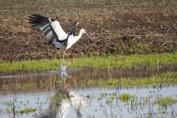 コウノトリ 渡良瀬遊水地 2024年3月30日(土)