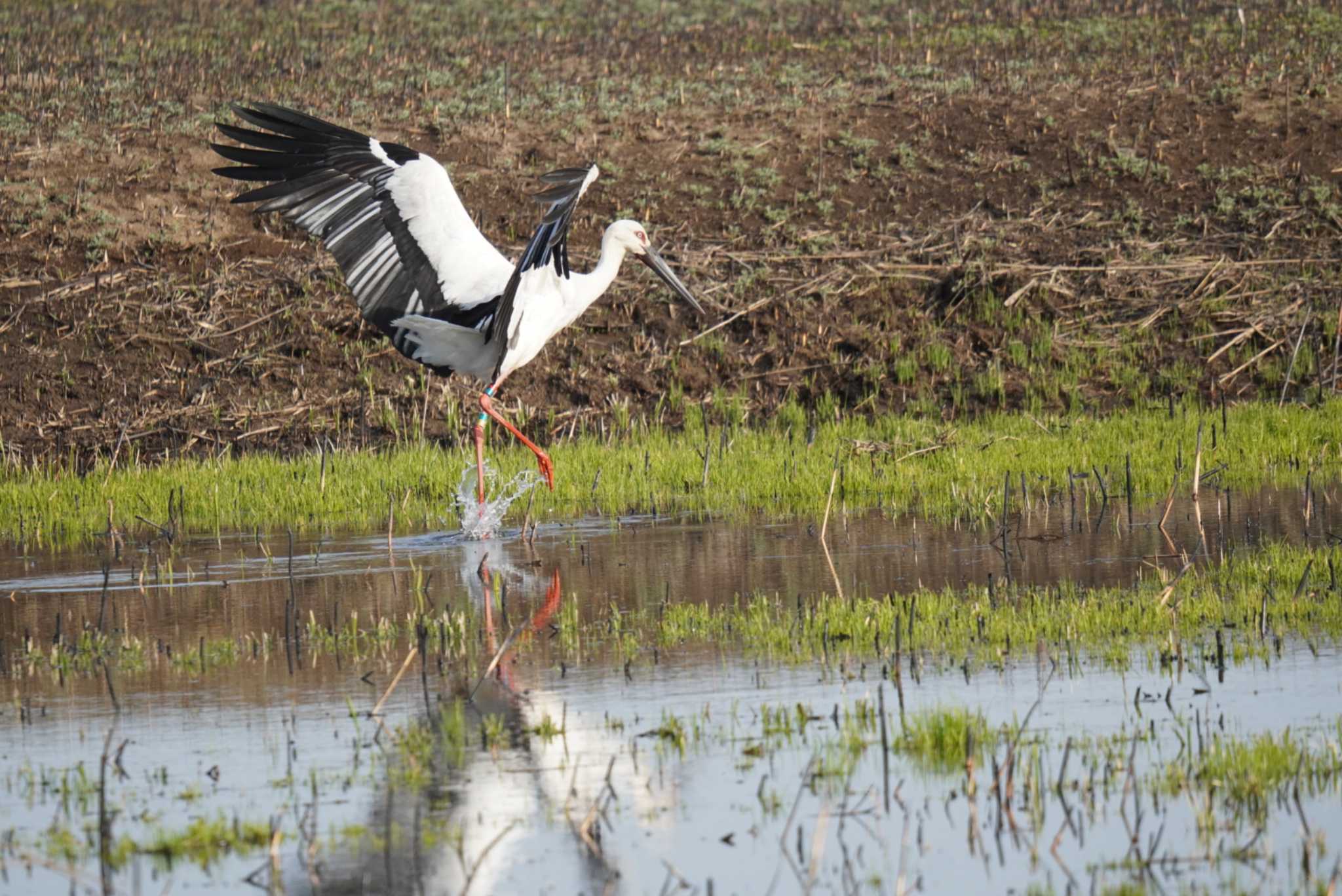 Photo of Oriental Stork at Watarase Yusuichi (Wetland) by Kたろー