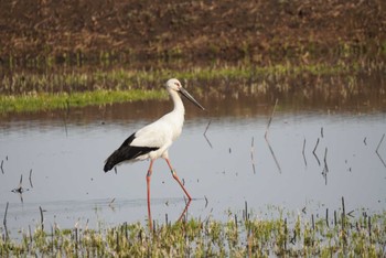 Oriental Stork Watarase Yusuichi (Wetland) Sat, 3/30/2024