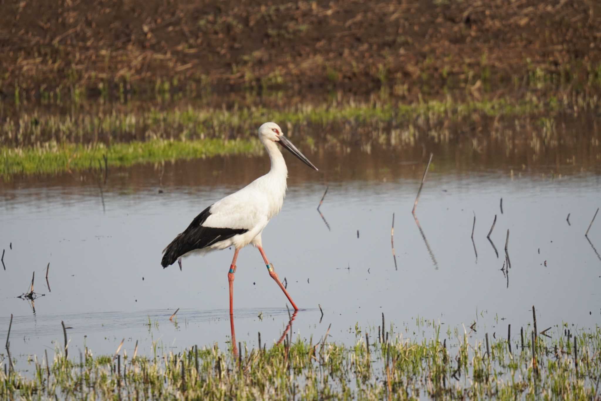 Photo of Oriental Stork at Watarase Yusuichi (Wetland) by Kたろー