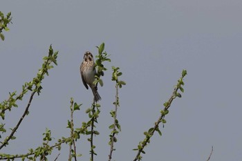 Common Reed Bunting 愛知県 Sat, 3/30/2024