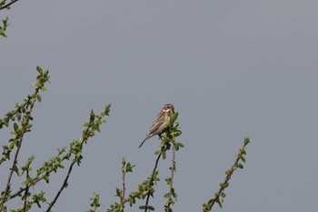 Common Reed Bunting 愛知県 Sat, 3/30/2024