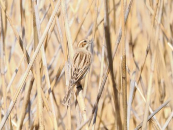 Common Reed Bunting 白幡沼(さいたま市) Sat, 3/30/2024