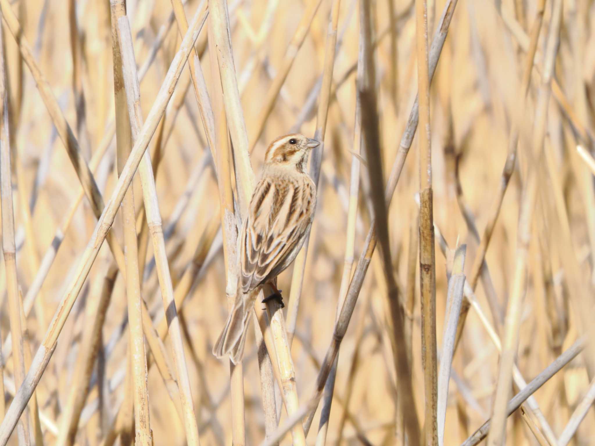 Common Reed Bunting