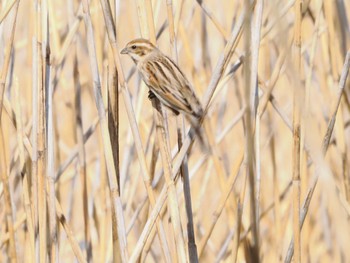 Common Reed Bunting 白幡沼(さいたま市) Sat, 3/30/2024