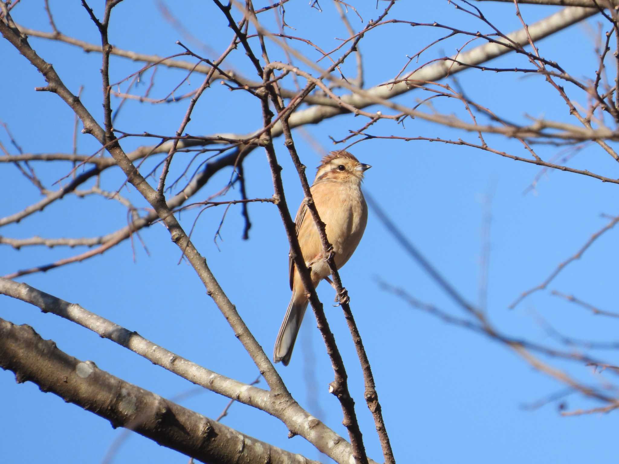 Meadow Bunting