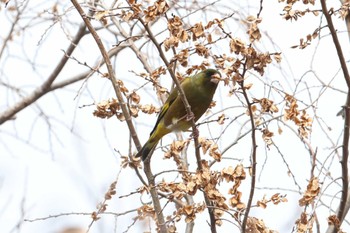 カワラヒワ 大阪城公園 2024年2月18日(日)