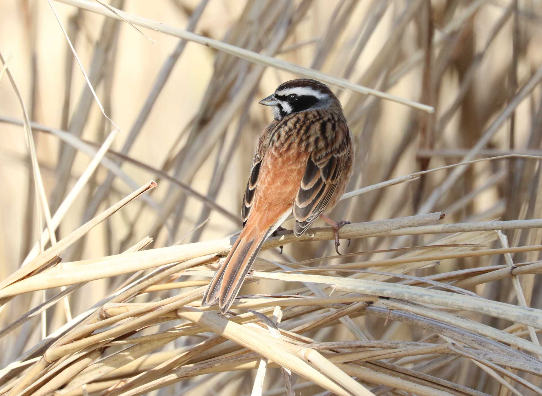 Photo of Meadow Bunting at Kodomo Shizen Park by テツ