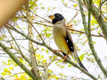 Chinese Grosbeak 江津湖 Sat, 3/30/2024