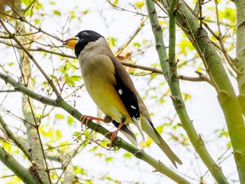 Chinese Grosbeak 江津湖 Sat, 3/30/2024