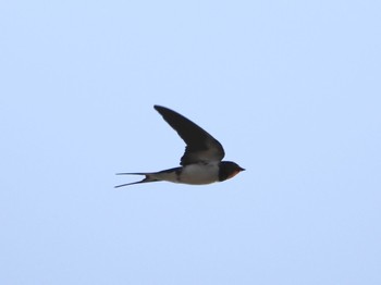 Barn Swallow 笛吹川 Sat, 3/30/2024