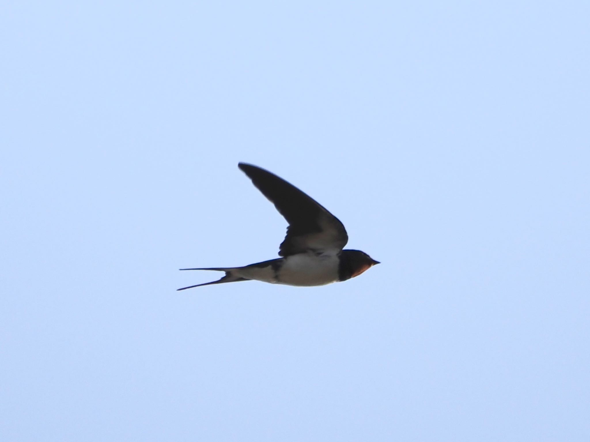 Photo of Barn Swallow at 笛吹川 by ぽぽぽ