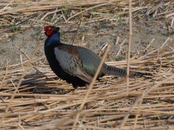 Green Pheasant 笛吹川 Sat, 3/30/2024