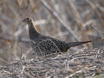 Green Pheasant 笛吹川 Sat, 3/30/2024