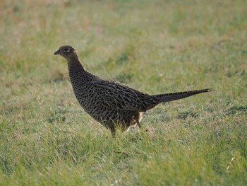 Green Pheasant 笛吹川 Sat, 3/30/2024