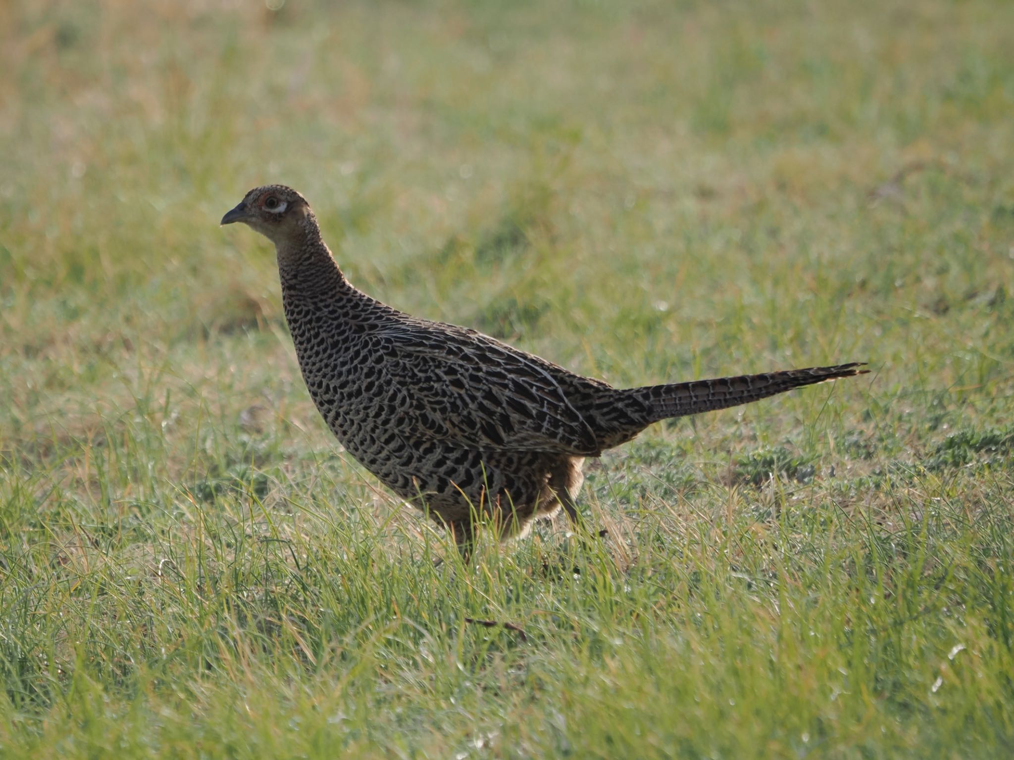 Photo of Green Pheasant at 笛吹川 by ぽぽぽ