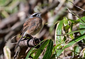 Meadow Bunting Yanagisawa Pass Sat, 3/30/2024