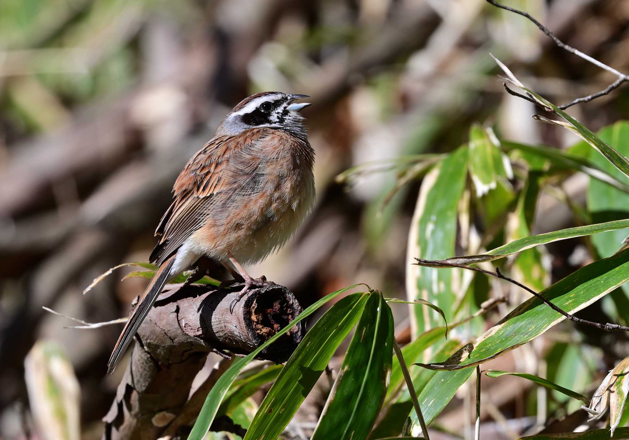 Meadow Bunting